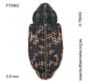 Tyrtaeosus ustulatus
