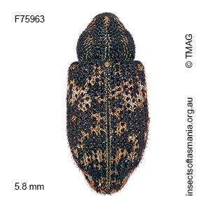 Tyrtaeosus ustulatus