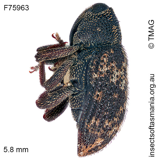 Tyrtaeosus ustulatus