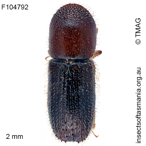 Xyleborus-saxeseni Xyleborus saxeseni