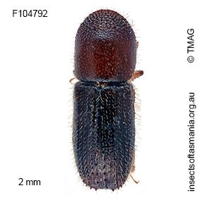 Xyleborus saxeseni