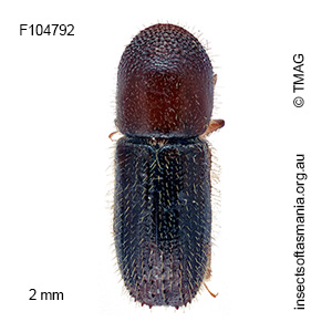 Xyleborus saxeseni