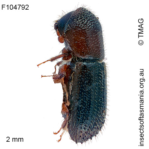 Xyleborus-saxeseni_a Xyleborus saxeseni