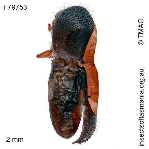 Xylosandrus perforans