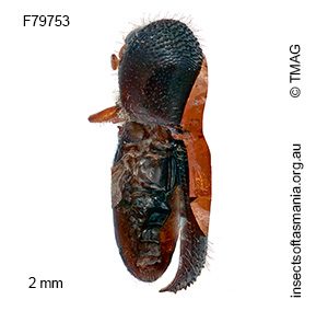 Xylosandrus perforans