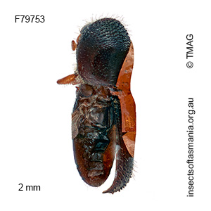 Xylosandrus perforans