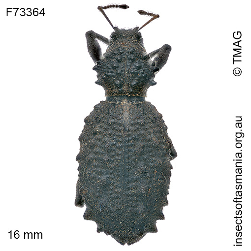 Acantholophus tasmaniensis