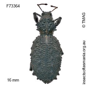 Acantholophus tasmaniensis