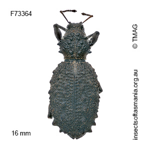 Acantholophus tasmaniensis