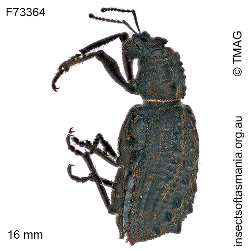Acantholophus tasmaniensis
