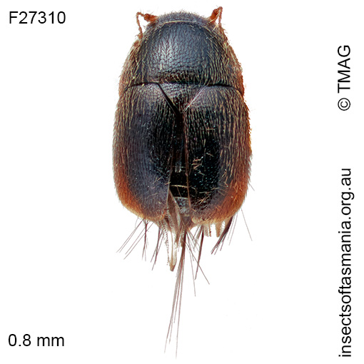 Acrotrichis-TFIC-sp-01 Acrotrichis TFIC sp 01