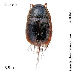 Acrotrichis TFIC sp 01