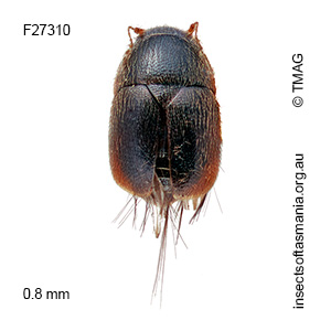 Acrotrichis TFIC sp 01