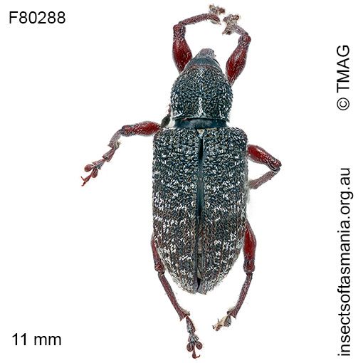 Aoplocnemis-maximus Aoplocnemis maxima