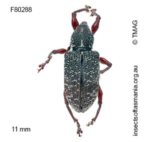 Aoplocnemis maxima