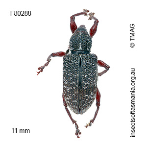 Aoplocnemis maxima