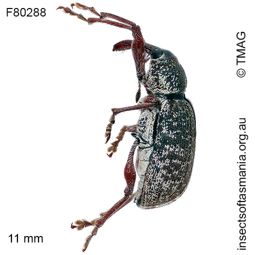 Aoplocnemis-maximus_a Aoplocnemis maxima