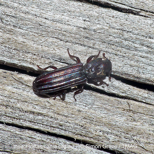 Ascetoderes equinus