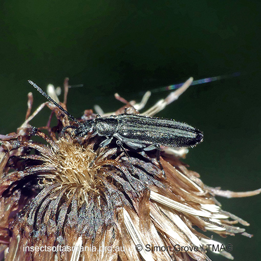 Asclera sublineata