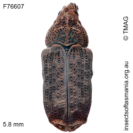 Atelicus abruptus