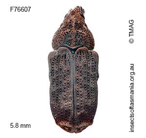 Atelicus abruptus