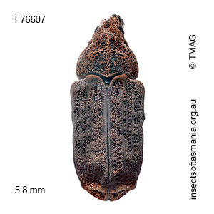 Atelicus abruptus