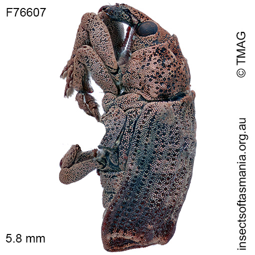Atelicus abruptus