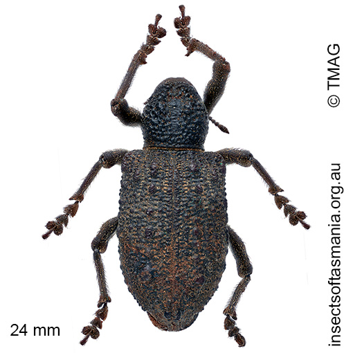 Aterpodes kubus
