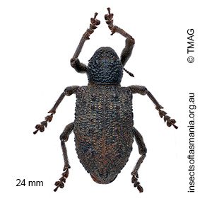 Aterpodes kubus