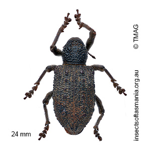 Aterpodes kubus