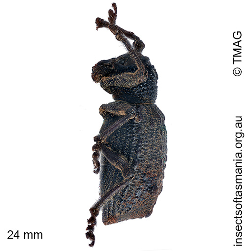 Aterpodes kubus