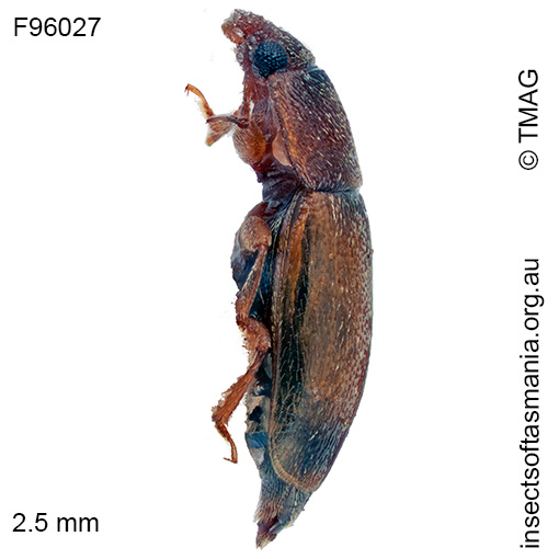 Epuraea meyricki