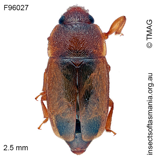 Epuraea meyricki