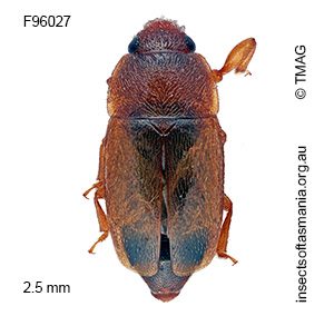 Epuraea meyricki