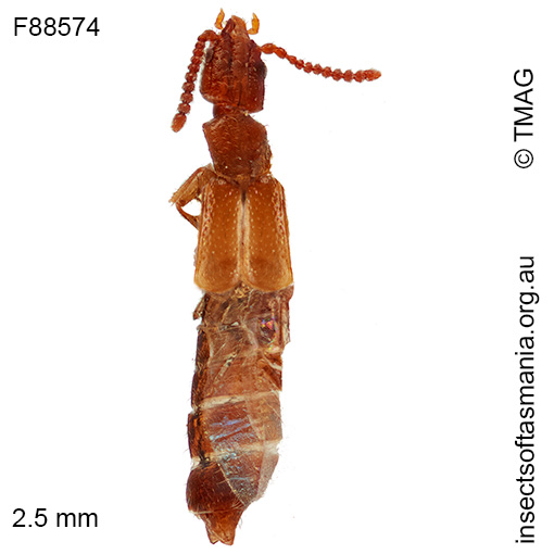 Ischnoderus nigriventris