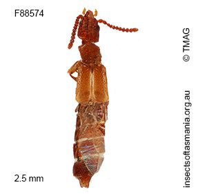 Ischnoderus nigriventris