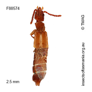 Ischnoderus nigriventris