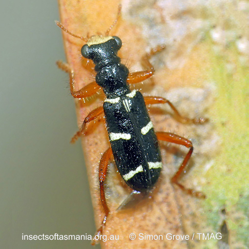 Lemidia-nitens_a Lemidia nitens