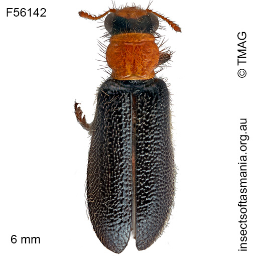 Lemidia pictipes