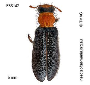 Lemidia pictipes