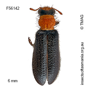 Lemidia pictipes