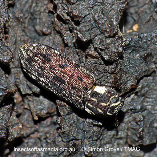 Leperina-decorata_a Leperina decorata