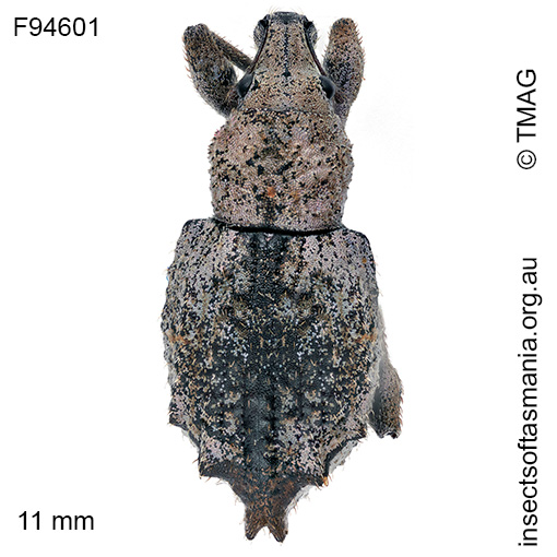 Leptopiini-gen-nr-Enchymus-sp-'Weldborough' Leptopiini gen nr Enchymus sp 'Weldborough'