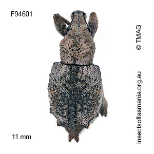 Leptopiini gen nr Enchymus sp ‘Weldborough’