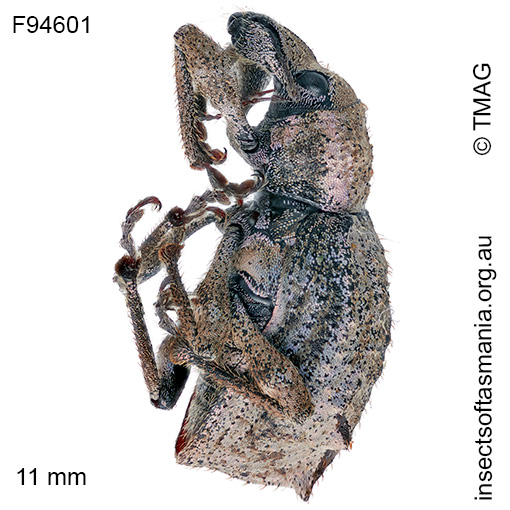 Leptopiini-gen-nr-Enchymus-sp-'Weldborough'_a Leptopiini gen nr Enchymus sp 'Weldborough'