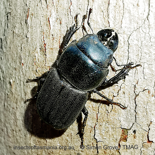 Lissotes-cancroides_a Lissotes cancroides