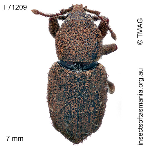Mandalotus blackburni