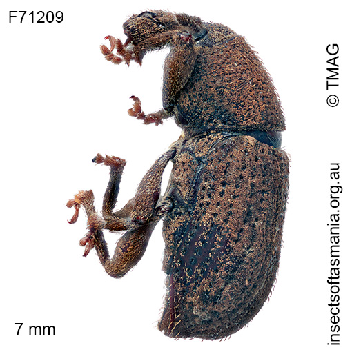 Mandalotus blackburni