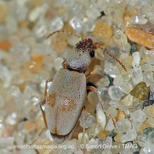 Mecynotarsus leai