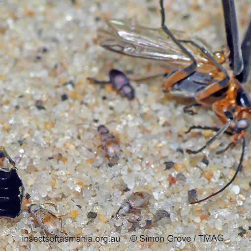 Mecynotarsus leai